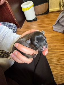Varattavissa aikuisenakin pienet koiranpennut (3 valokuva sivusta 4)