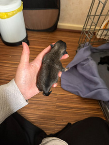 Varattavissa aikuisenakin pienet koiranpennut (4 valokuva sivusta 4)