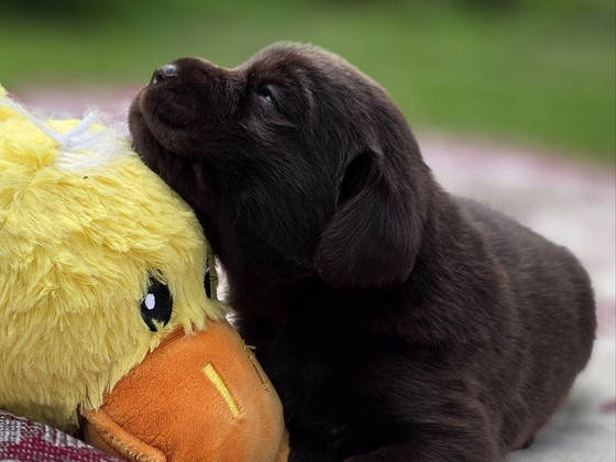 Labradori retriiveri kutsikad FCI
