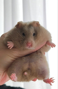 Hamster (1 foto / 10)