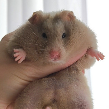 Hamster