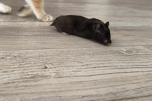Hamster (2 foto / 10)