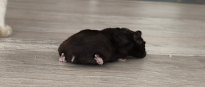 Hamster (3 foto / 10)