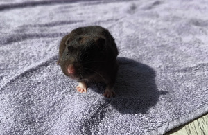 Hamster (4 foto / 10)