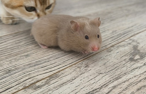 Hamster (5 foto / 10)