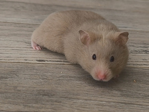 Hamster (6 foto / 10)