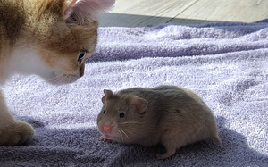 Hamster (7 foto / 10)