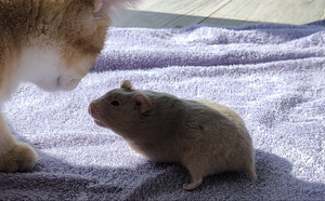 Hamster (8 foto / 10)
