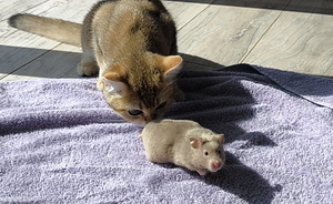 Hamster (9 foto / 10)