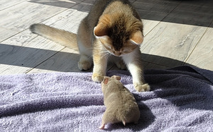 Hamster (10 foto / 10)