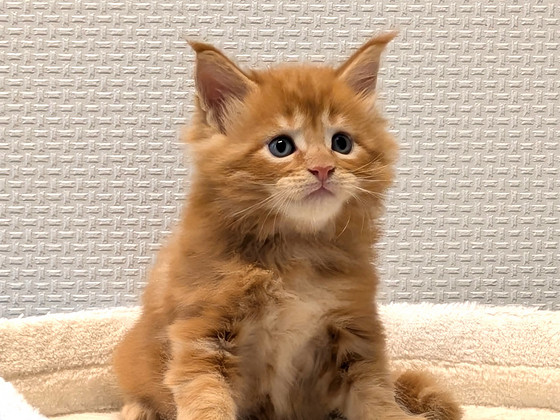 Котята Main Cooni
