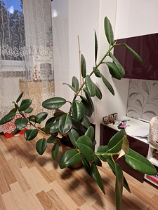 Фикус (1 фото из 1)