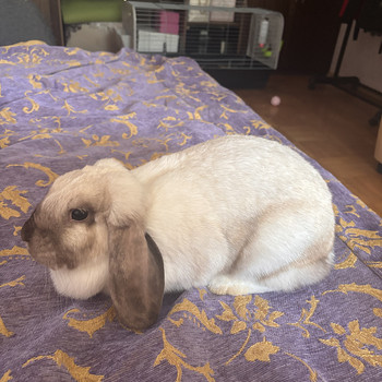 Küülik
