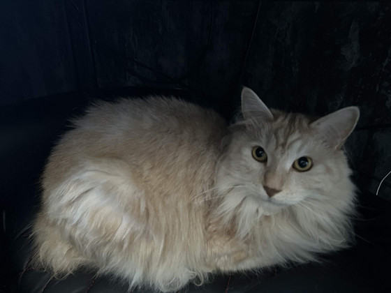 Kurili saarte bobtail otsib koju/Кот ищет новый дом