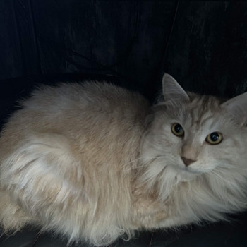 Kuriili bobtail otsib uut kodu