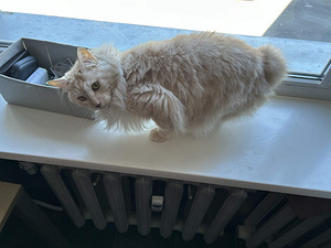 Kurili saarte bobtail otsib koju/Кот ищет новый дом (3 фото из 4)
