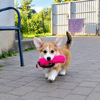 Pembroke’i corgi kutsikad