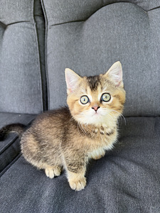 Шотландские котята (1 фото из 9)