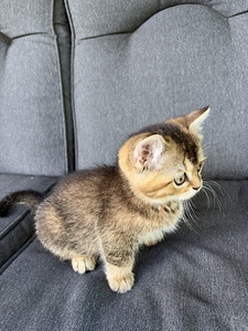 Шотландские котята (2 фото из 9)
