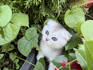 Шотландские котята (3 фото из 9)