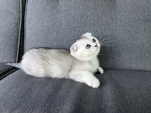 Шотландские котята (4 фото из 9)