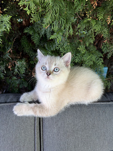 Шотландские котята (5 фото из 9)