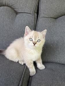 Шотландские котята (6 фото из 9)