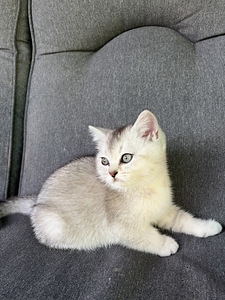 Шотландские котята (7 фото из 9)