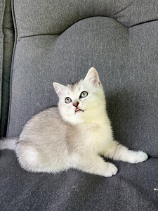 Шотландские котята (8 фото из 9)