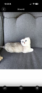 Шотландские котята (9 фото из 9)