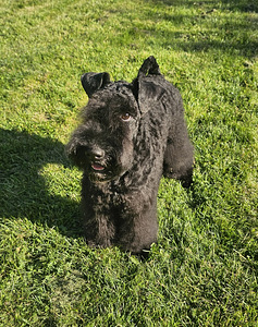 Kerry Blue Terrier (1 valokuva sivusta 5)