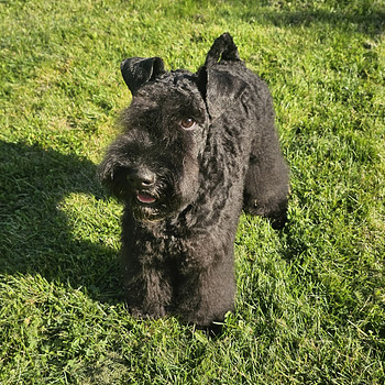 Kerry Blue Terrier