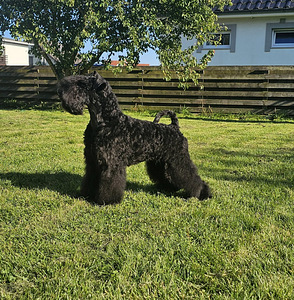 Kerry Blue Terrier (2 valokuva sivusta 5)