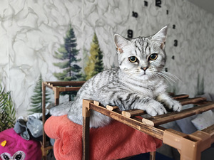 Kass / Кошка (1 фото из 2)