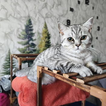 Kass / Кошка