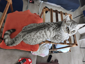 Kass / Кошка (2 фото из 2)