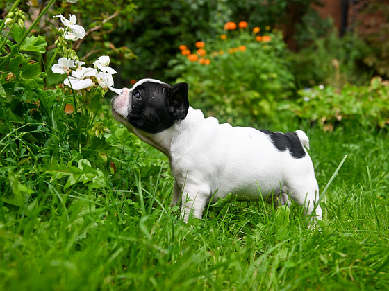 Prantsuse buldog