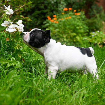 Prantsuse buldog