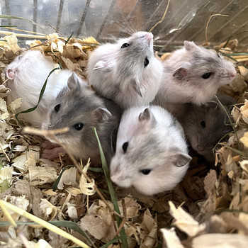 Карликовые хомяки