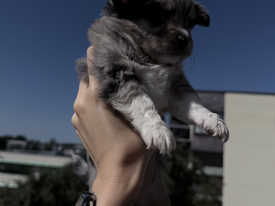 Chihuahua