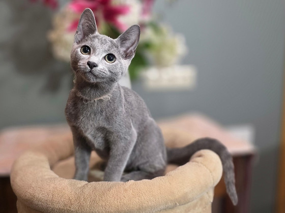 Русские голубые котята