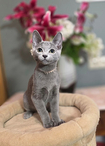 Русские голубые котята (2 фото из 8)
