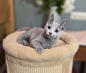 Русские голубые котята (3 фото из 8)