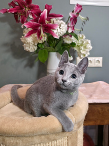 Русские голубые котята (4 фото из 8)