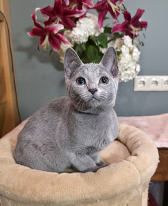 Русские голубые котята (5 фото из 8)