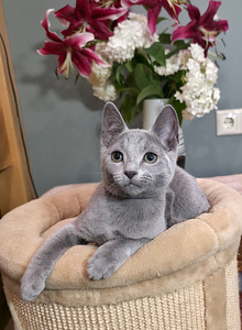 Русские голубые котята (6 фото из 8)