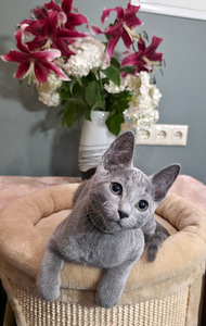 Русские голубые котята (7 фото из 8)