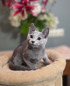 Русские голубые котята (8 фото из 8)