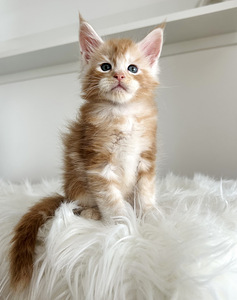 Maine Coon (1 фото из 5)