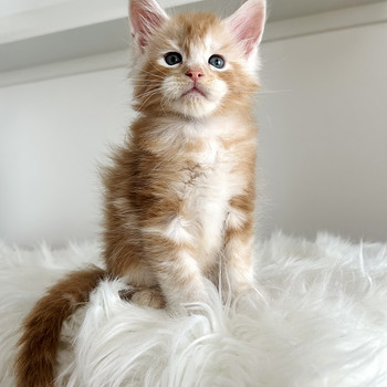 Maine Coon